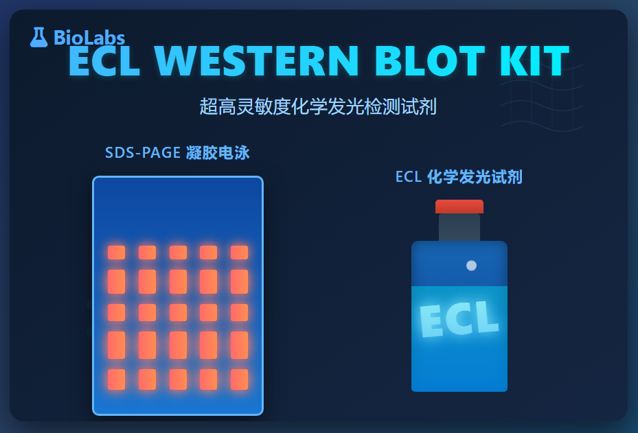 Western Blot常用试剂配方