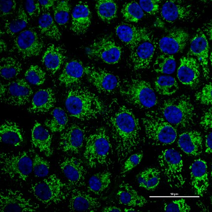 亚细胞结构染色效果 亚细胞结构染色效果