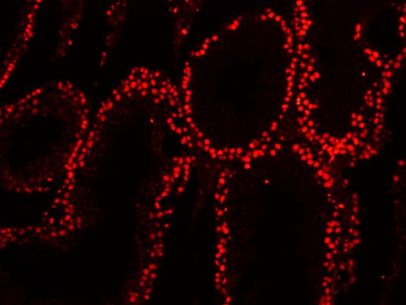 细胞核染色效果 细胞核染色效果