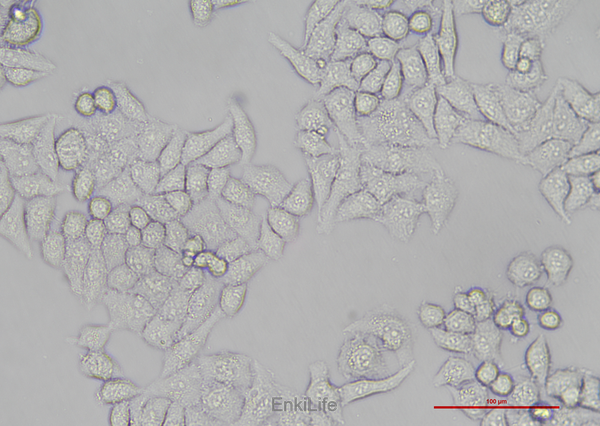 人胃粘膜上皮细胞GES-1