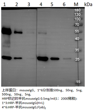 标记案例 Fluor488/fitc标记试剂盒应用效果