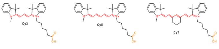 EnkiLife花菁荧光染料结构