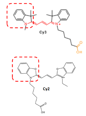 EnkiLife花菁荧光染料结构