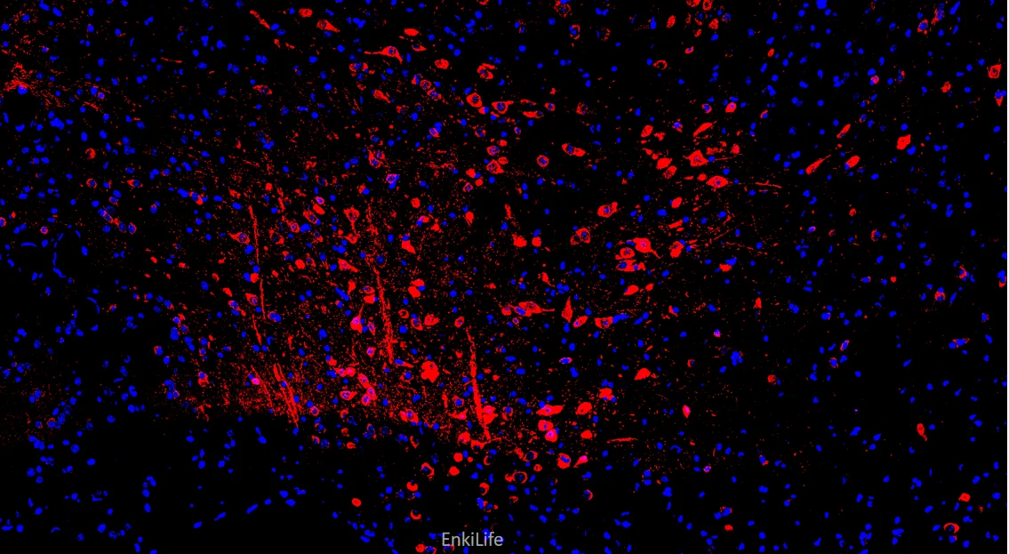 标记案例 Fluor555标记试剂盒应用效果