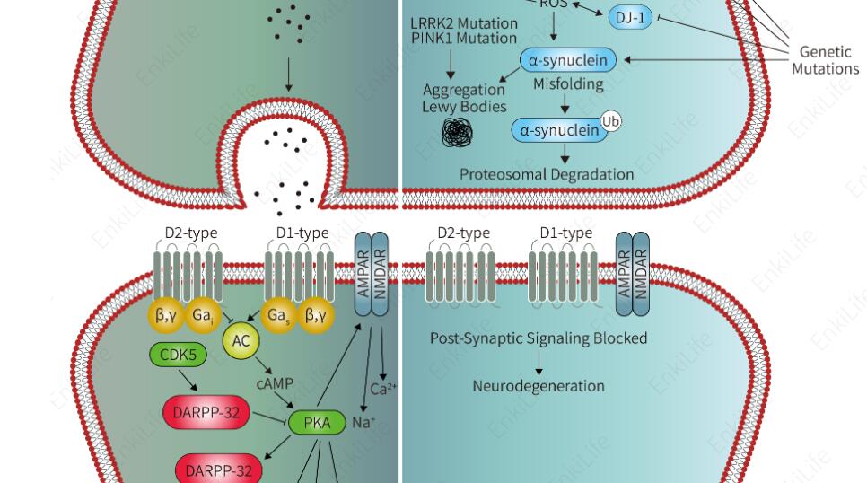 帕金森病（Parkinson's disease，PD）是一种常见的、慢性进行性神经系统退行性疾病，主要影响运动功能，多在中老年人群中发病。PD其核心特征是大脑中特定区域的神经元逐渐退化，即中脑黑质多巴胺能神经元的显著丢失以及细胞内路易小体（Lewy Bodies）的形成。