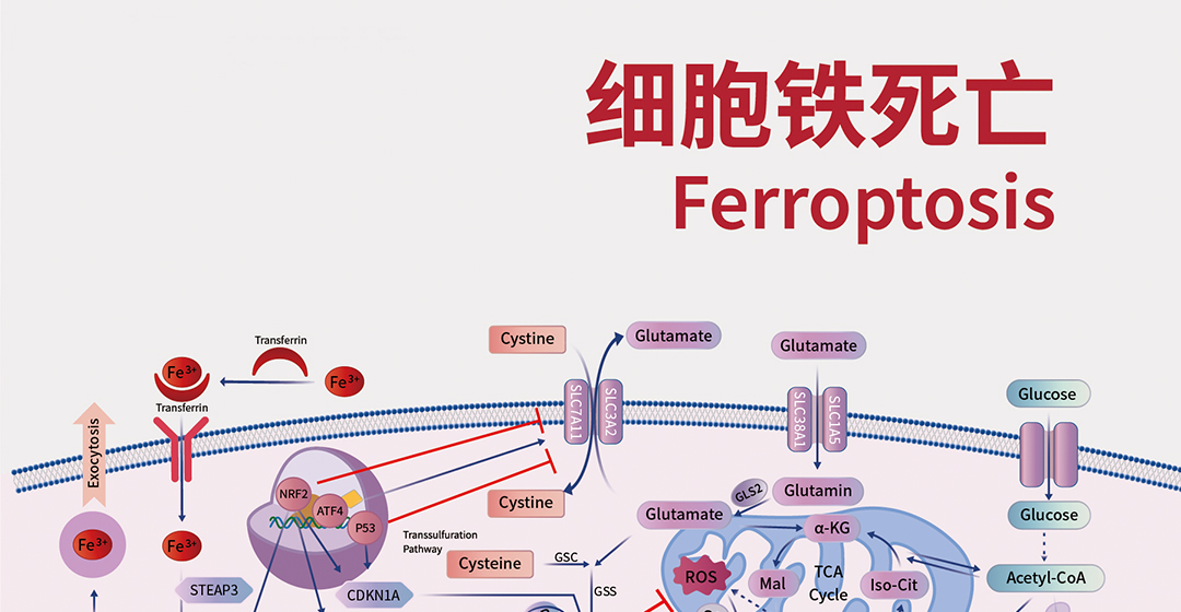 细胞铁死亡