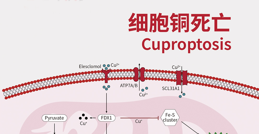 细胞铜死亡