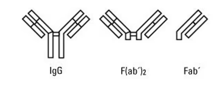 抗体结构示意图