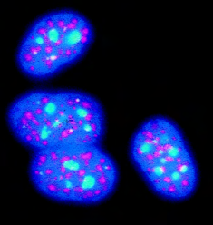 荧光染料或标记物特征介绍
