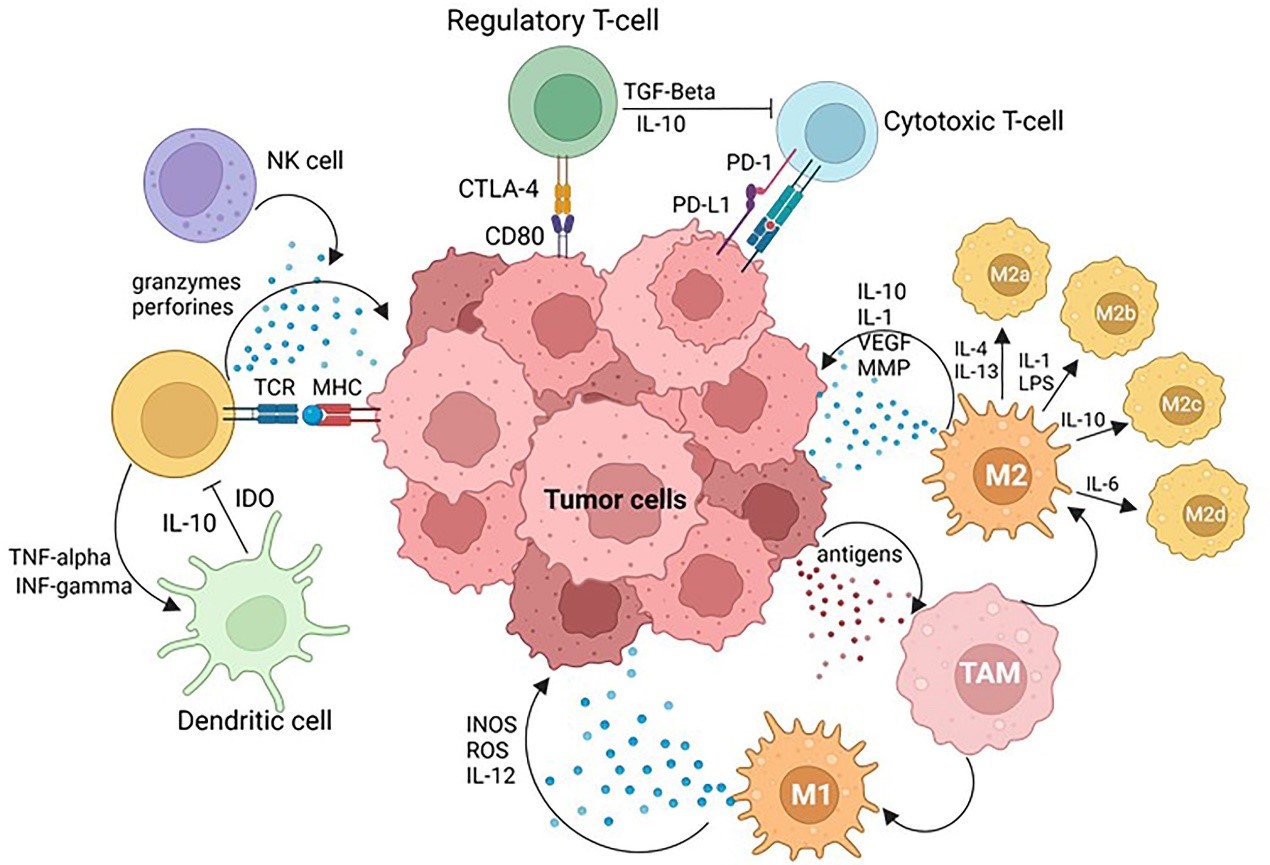 多重免疫荧光TSA技术解析肿瘤免疫微环境