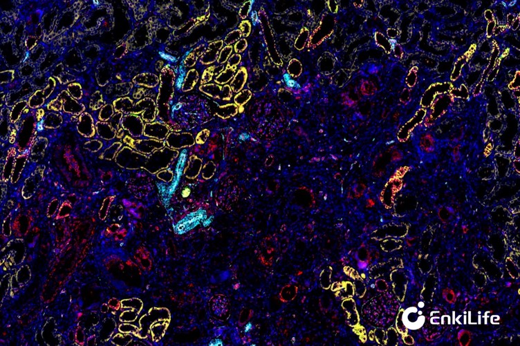 Rat kidney immunofluorescence staining