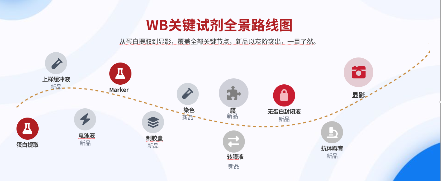 Western Blot (WB) 实验全流程与产品解决方案图谱