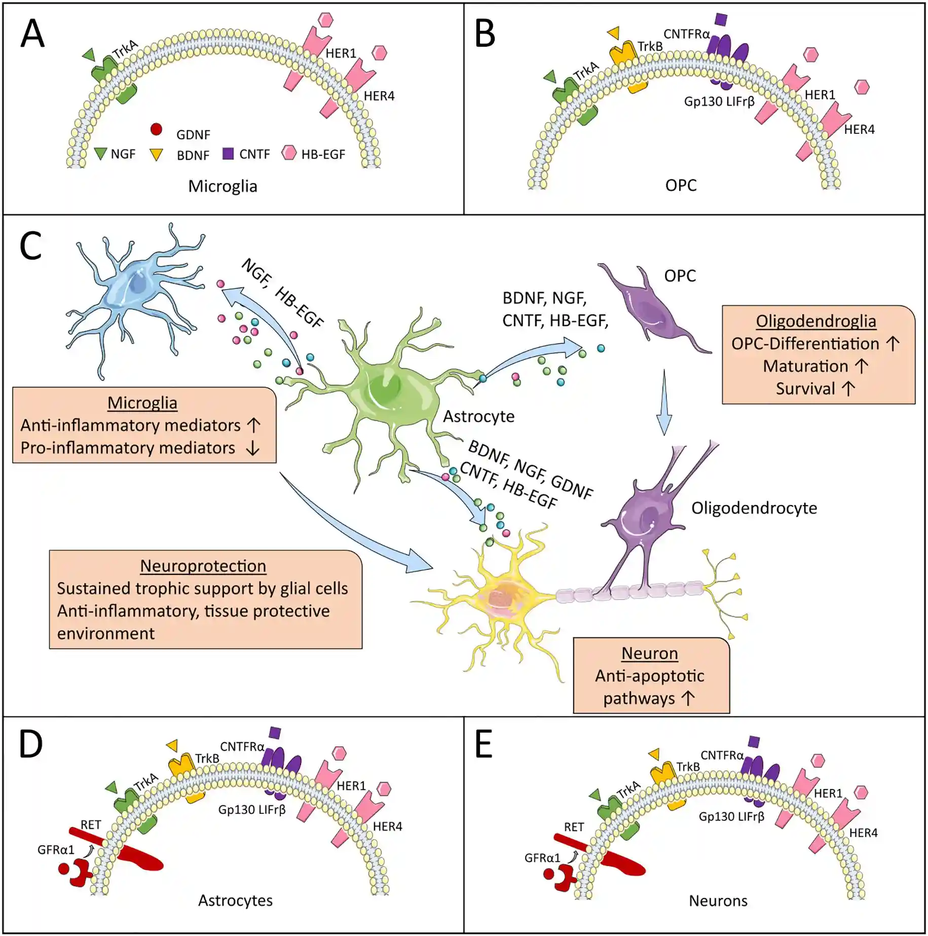 神经生长因子(Neurotrophic Factors)