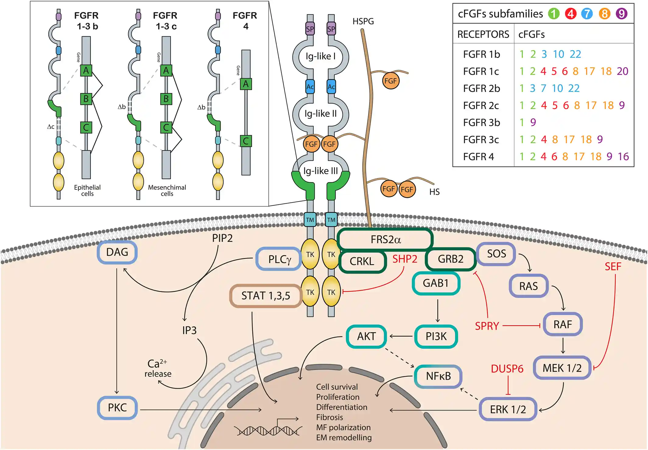 成纤维细胞生长因子（FGFs）