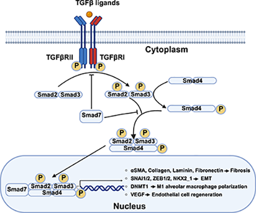 转化生长因子-β（TGF-β）