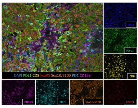 文献分享：多重免疫组织化学和免疫荧光图像分析及数据共享