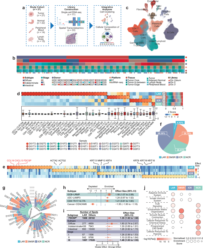 Fig. 1: Spatial distribution of cell subtypes in the TME.