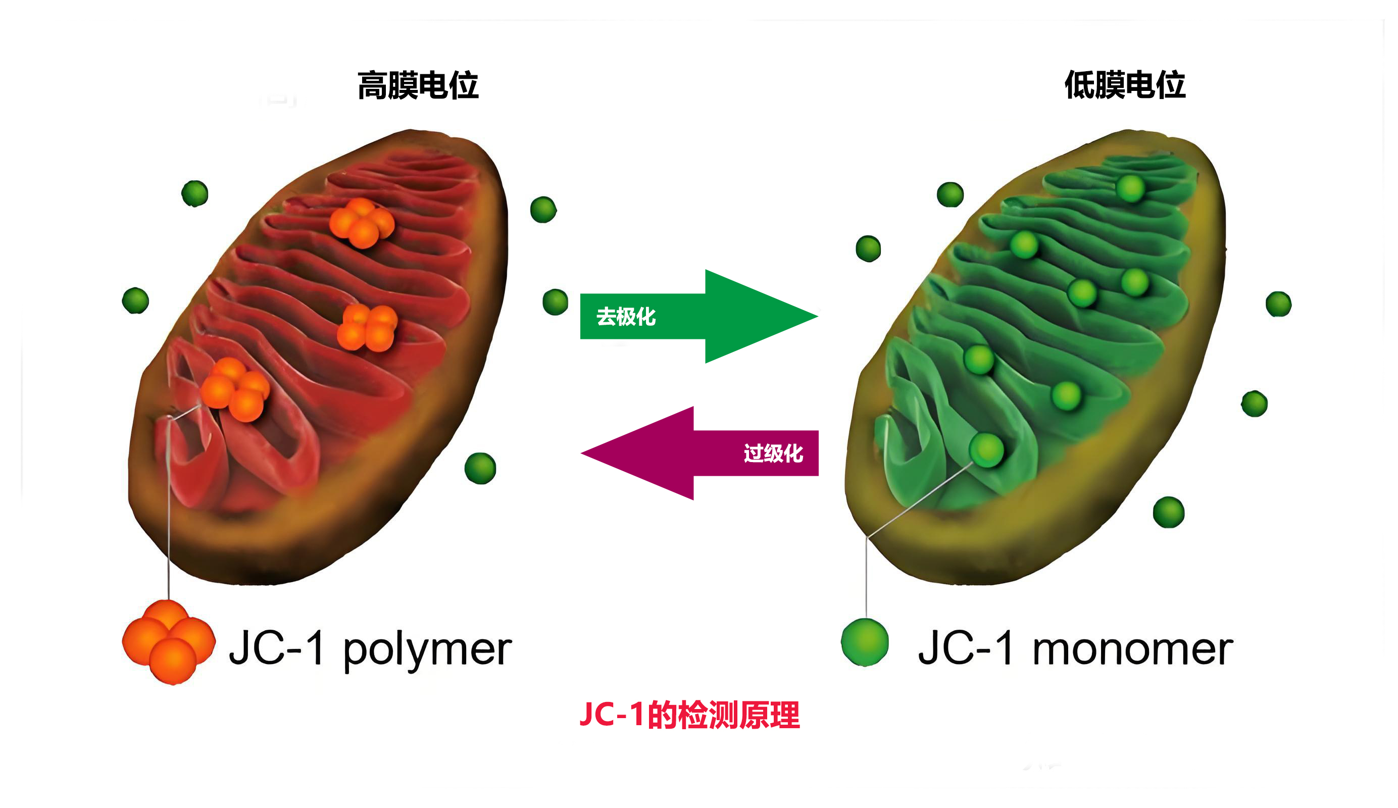 JC-1检测原理