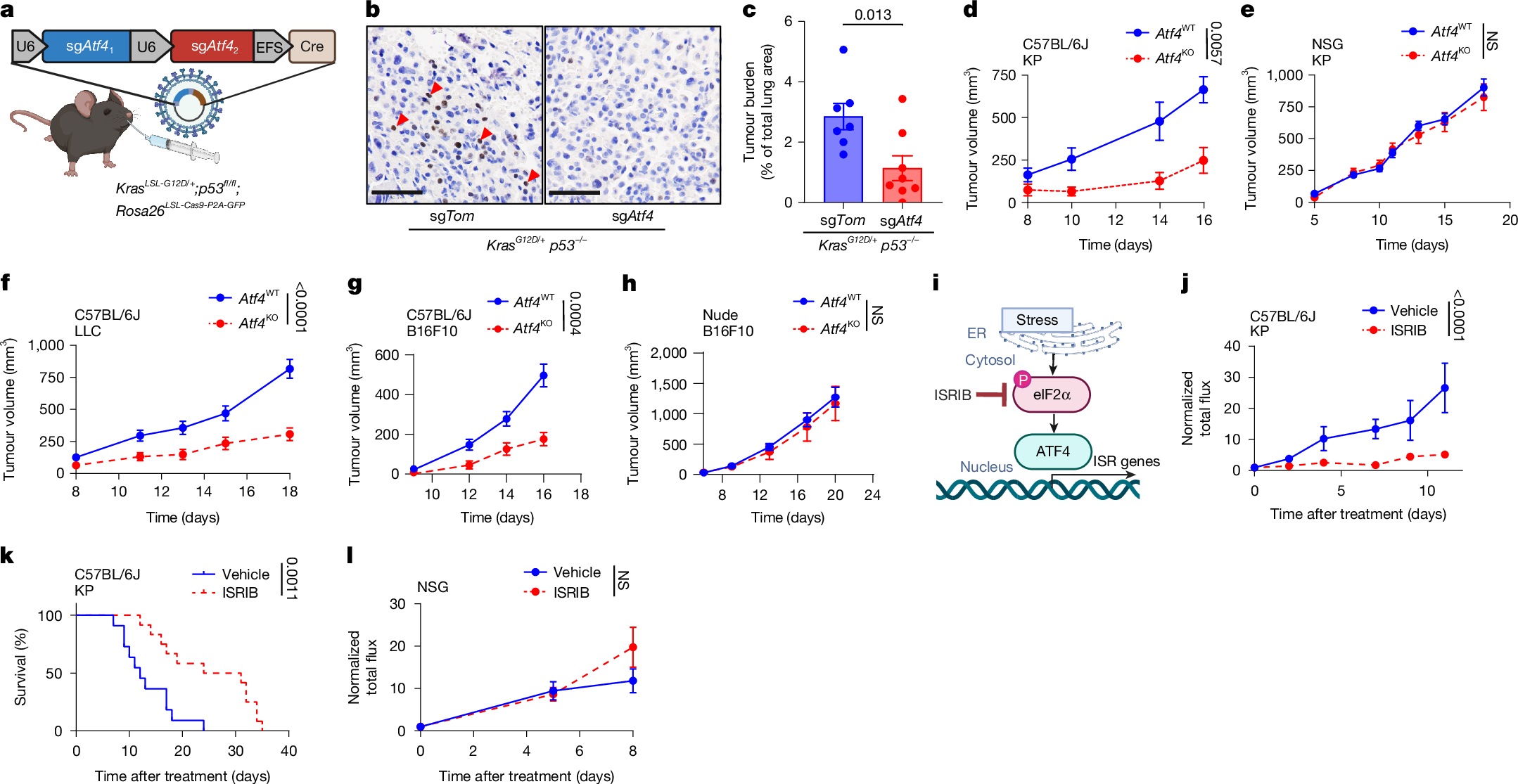 Fig. 1: ATF4 is essential for tumour growth in immunocompetent mice.