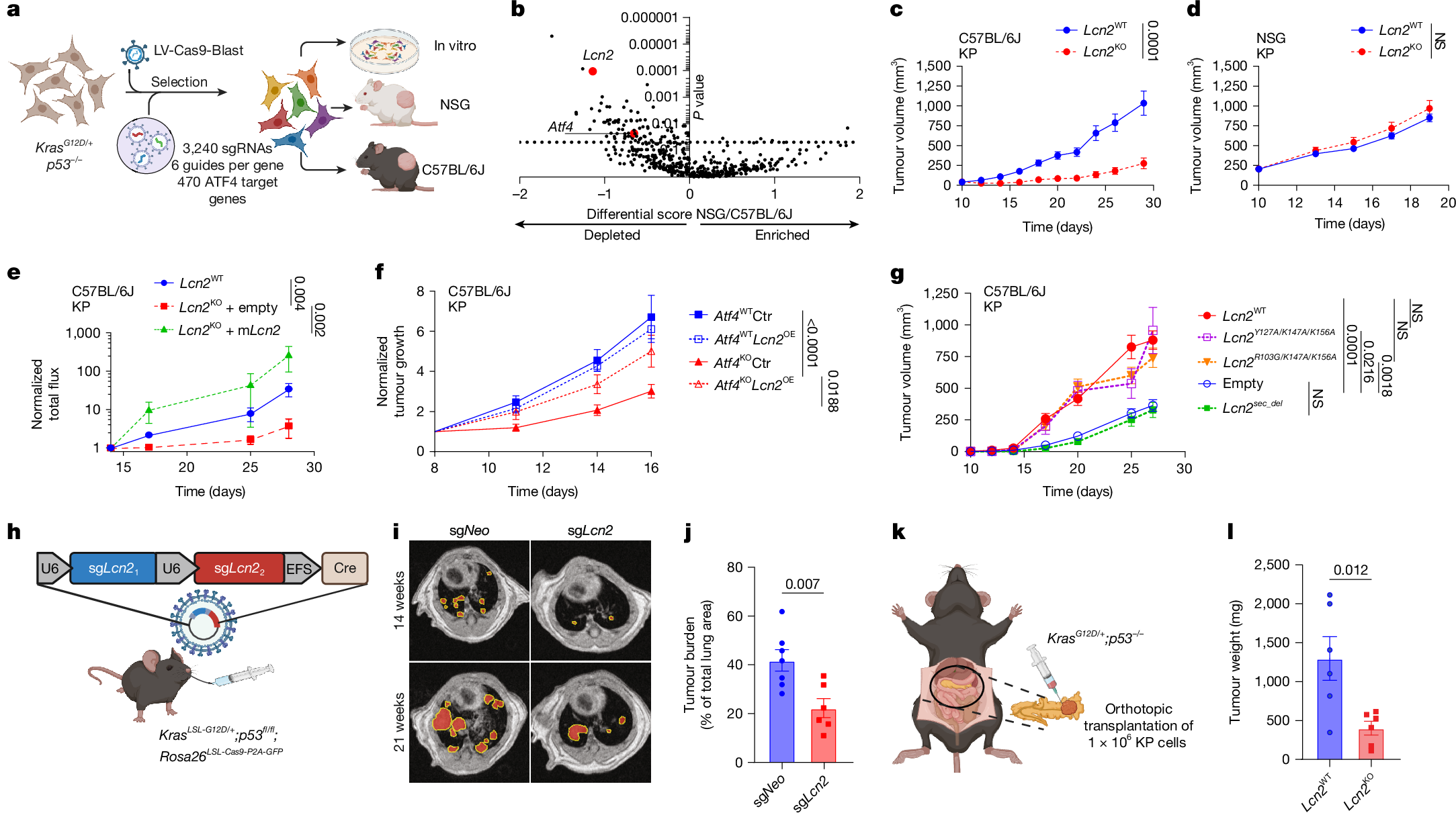 Fig. 2: LCN2 loss slows tumour progression in immunocompetent mice.