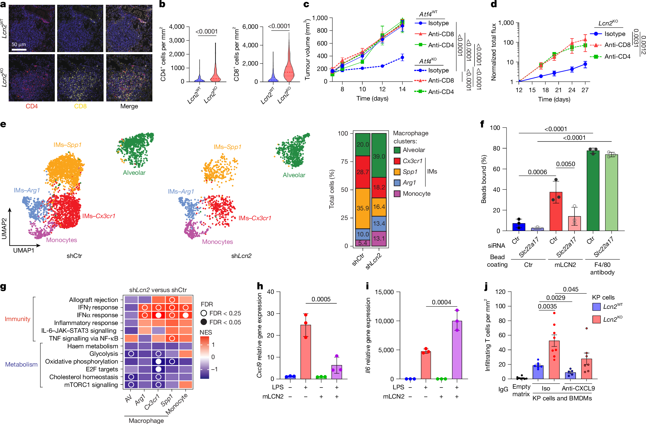 Fig. 3: LCN2 promotes an immunoregulatory macrophage state that impairs adaptive immune responses to cancer.