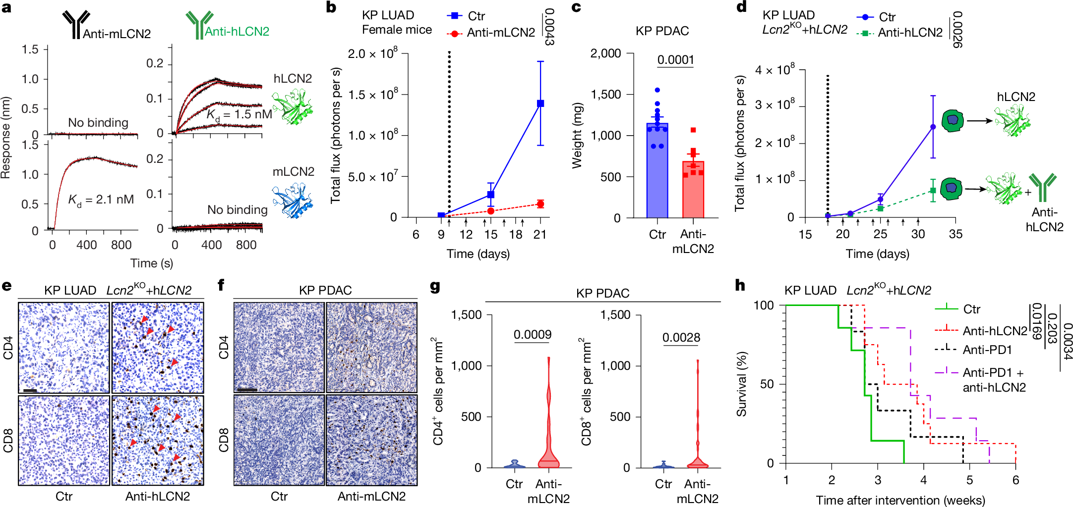Fig. 5: Synthetic antibodies developed against LCN2 show therapeutic benefit and anti-cancer activity.