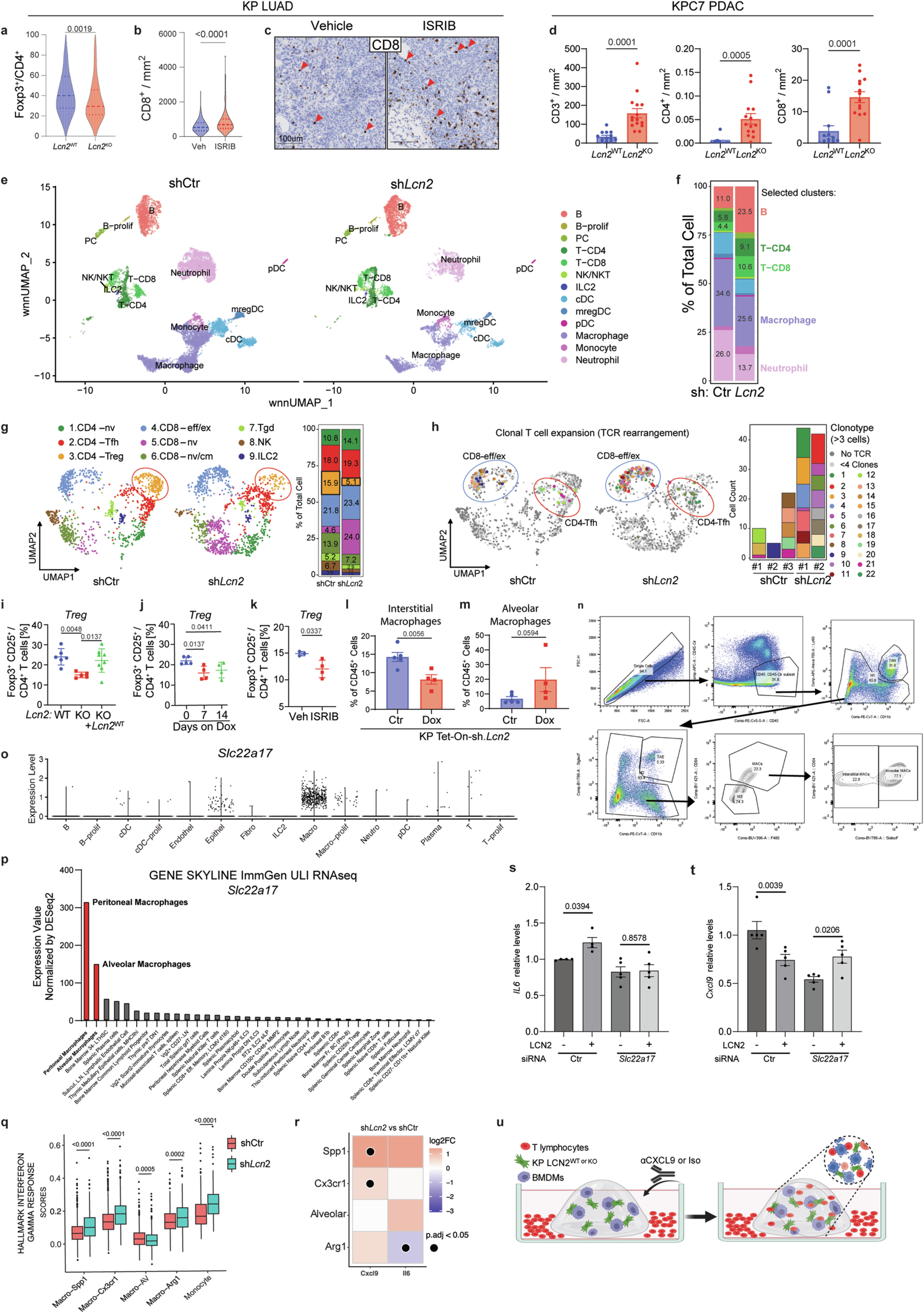 Extended Data Fig. 4: LCN2 promotes an immunoregulatory macrophage state that impairs adaptive immune responses to cancer.