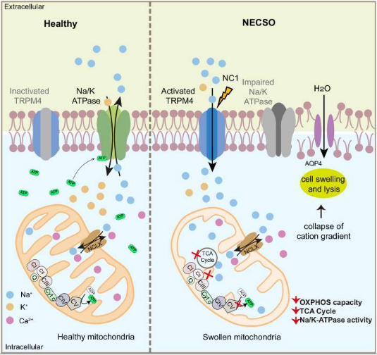 科学突破：钠离子竟是细胞死亡的主动调控者，而非被动结果