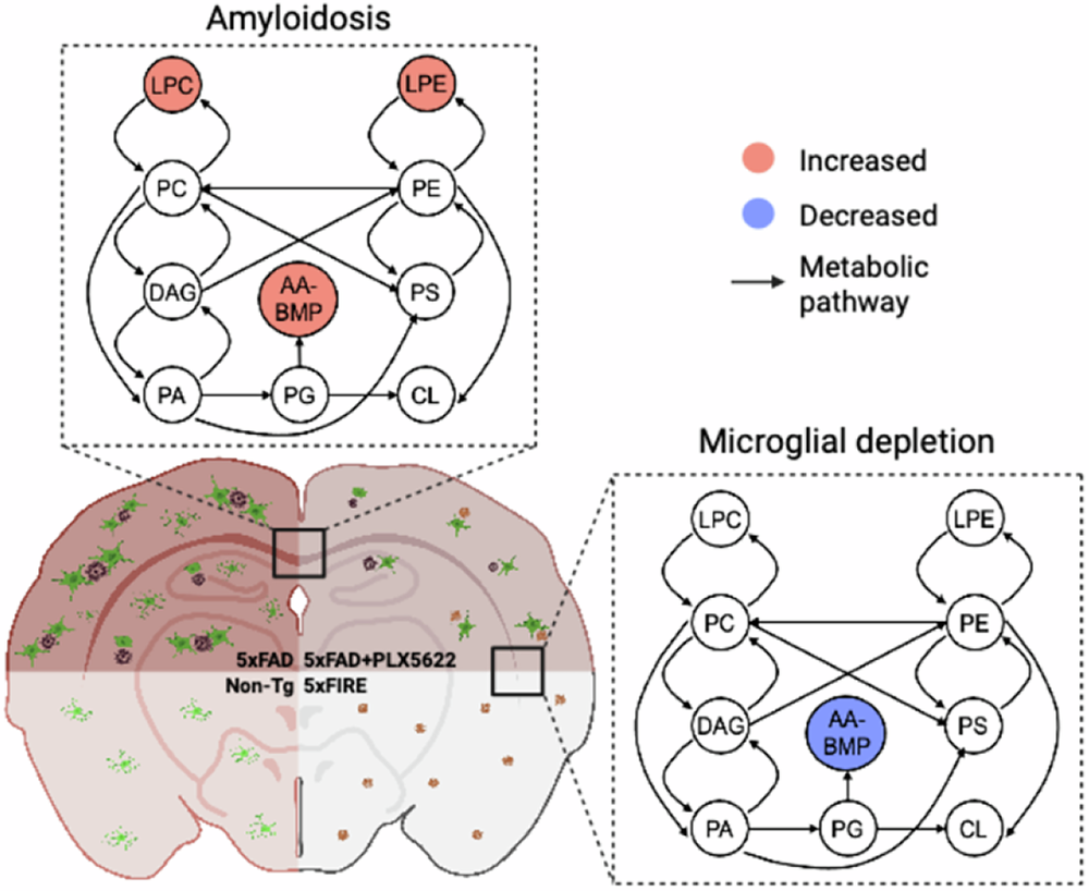 Fig. 7: Conserved lipidome changes associated with amyloidosis and microglial depletion across pharmacological and genetic mouse models.