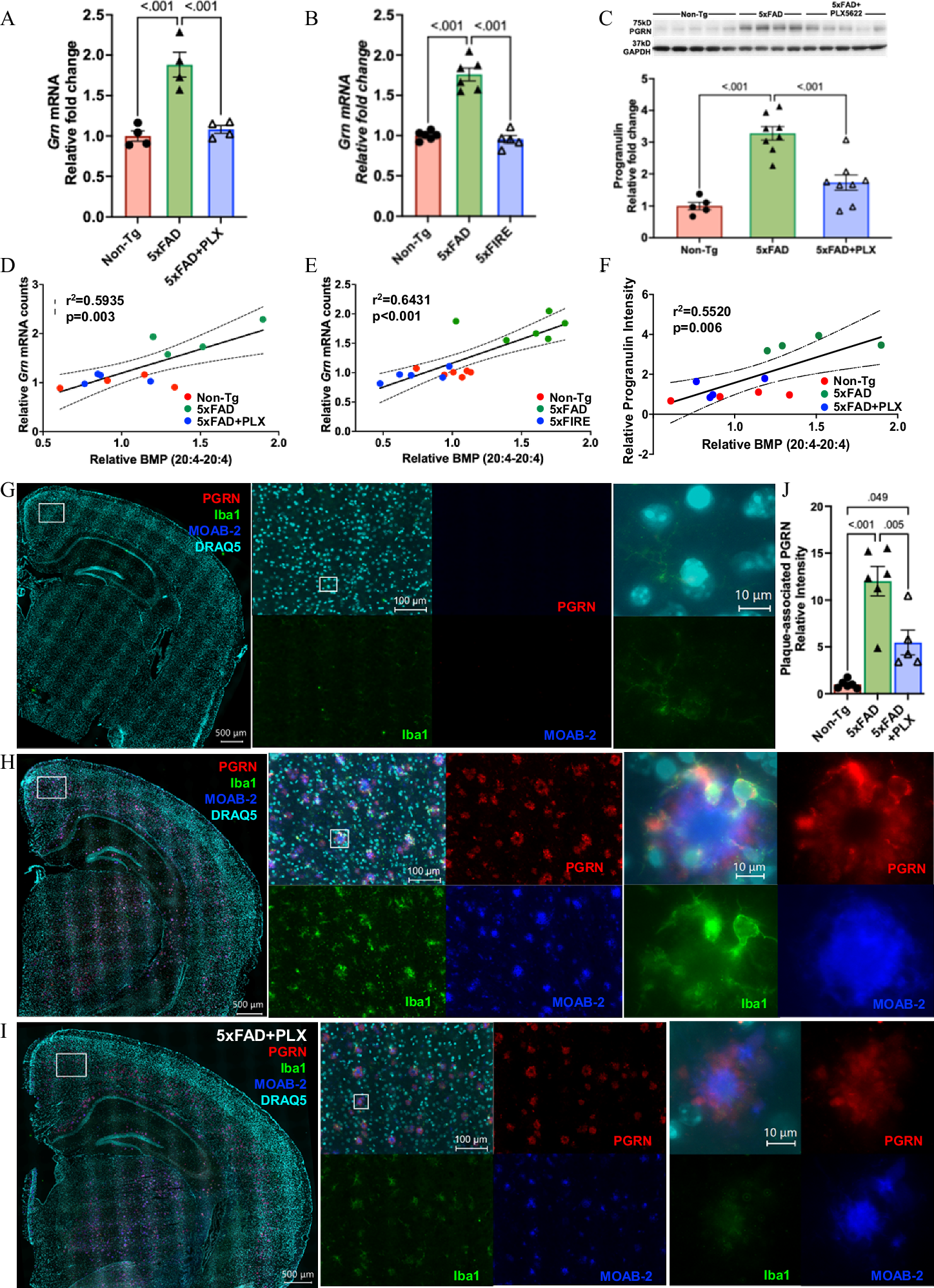 Fig. 4: Microglia-dependent arachidonic acid-containing BMP accumulation in 5xFAD mice correlates with progranulin elevation.