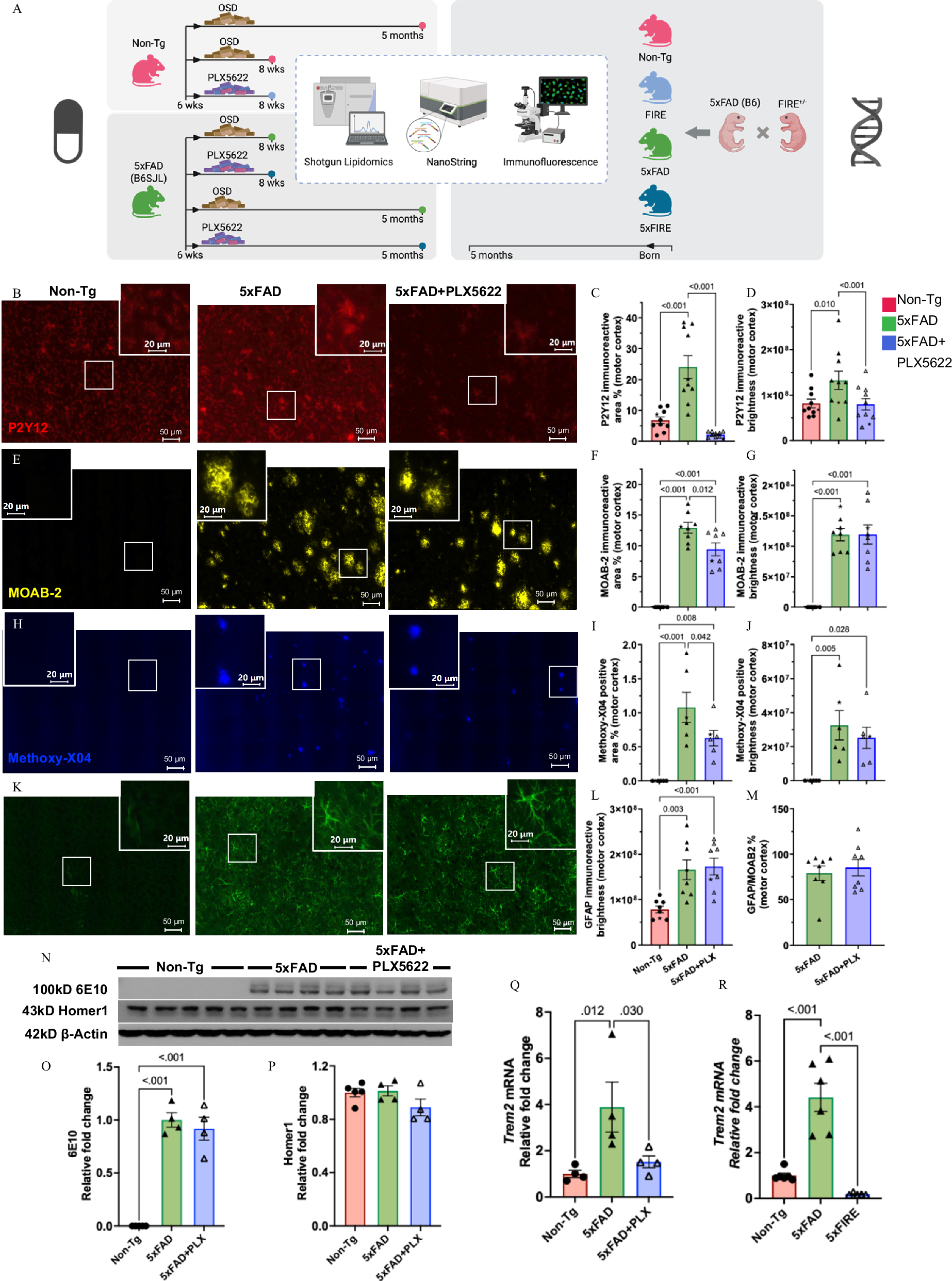 Fig. 1: Study design, microglial depletion dynamics and neuropathological outcomes in 5xFAD mice.