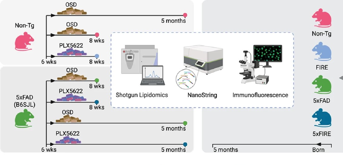 文献分享：小胶质细胞对阿尔茨海默病脂质代谢的特异性调控