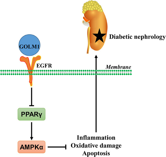 Podocyte GOLM1：糖尿病肾病进展的“隐形推手”？——解析《Adv. Sci.》最新研究成果