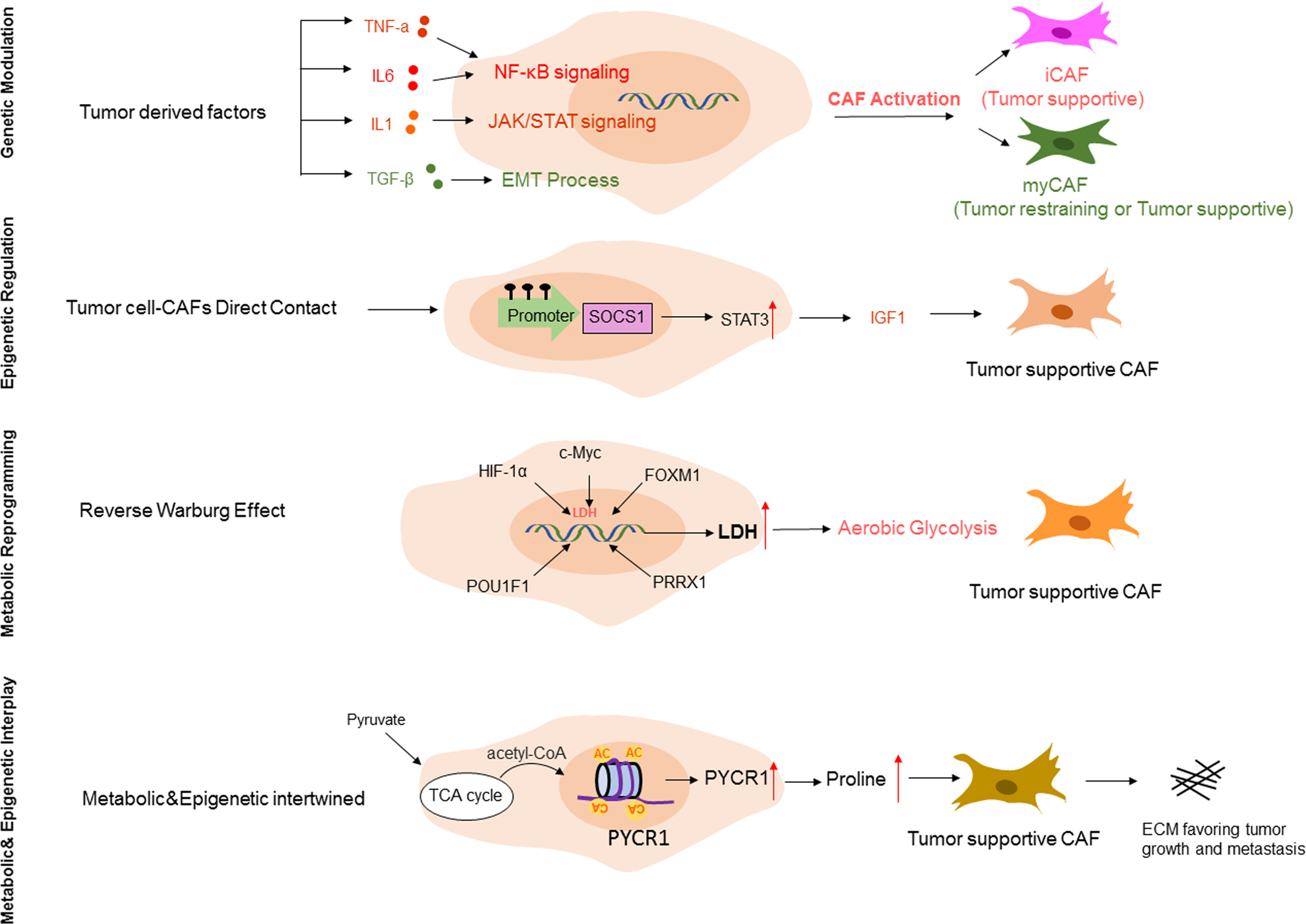 Fig. 2: The molecular mechanisms regulating CAF heterogeneity.