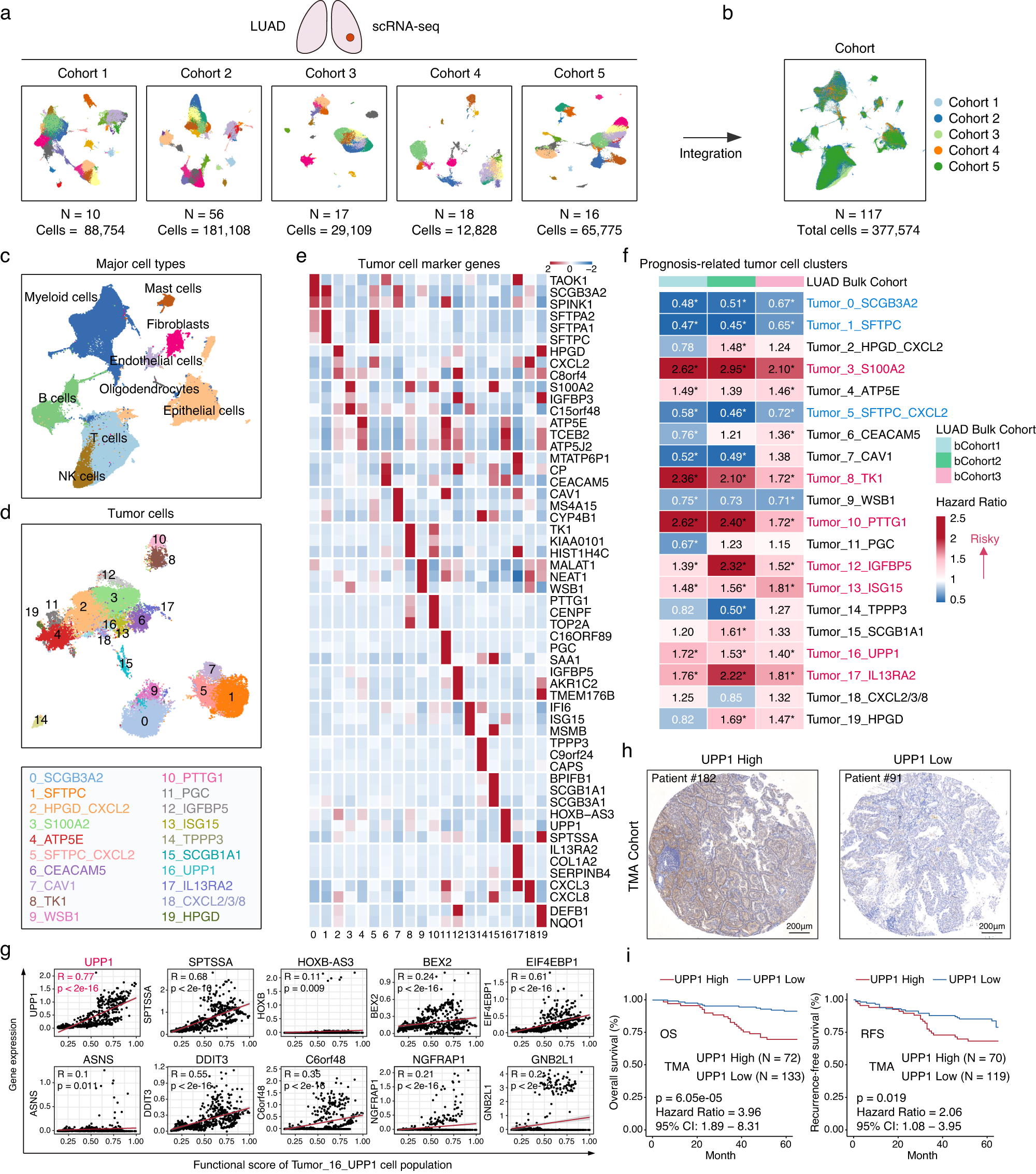 Fig. 1: Integration of LUAD scRNA-seq data and identification of prognostic-related tumor cell populations.