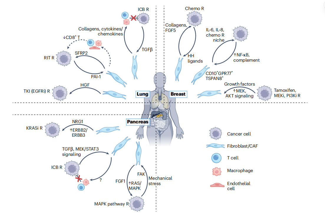Nature Cancer 权威综述：多维视角解析 CAF 异质性与靶向转化前景