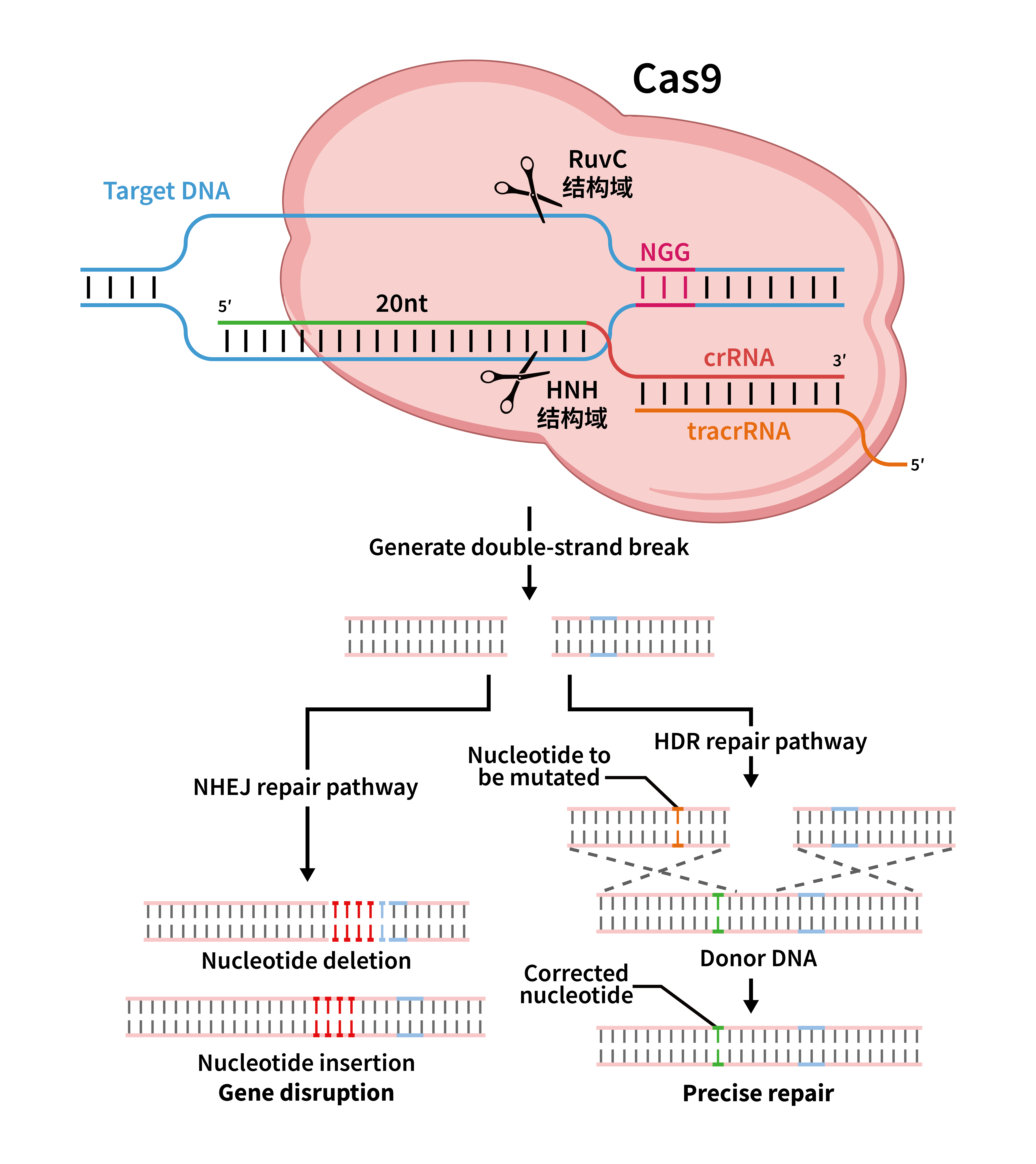 CRISPR-Cas9基因编辑技术的应用