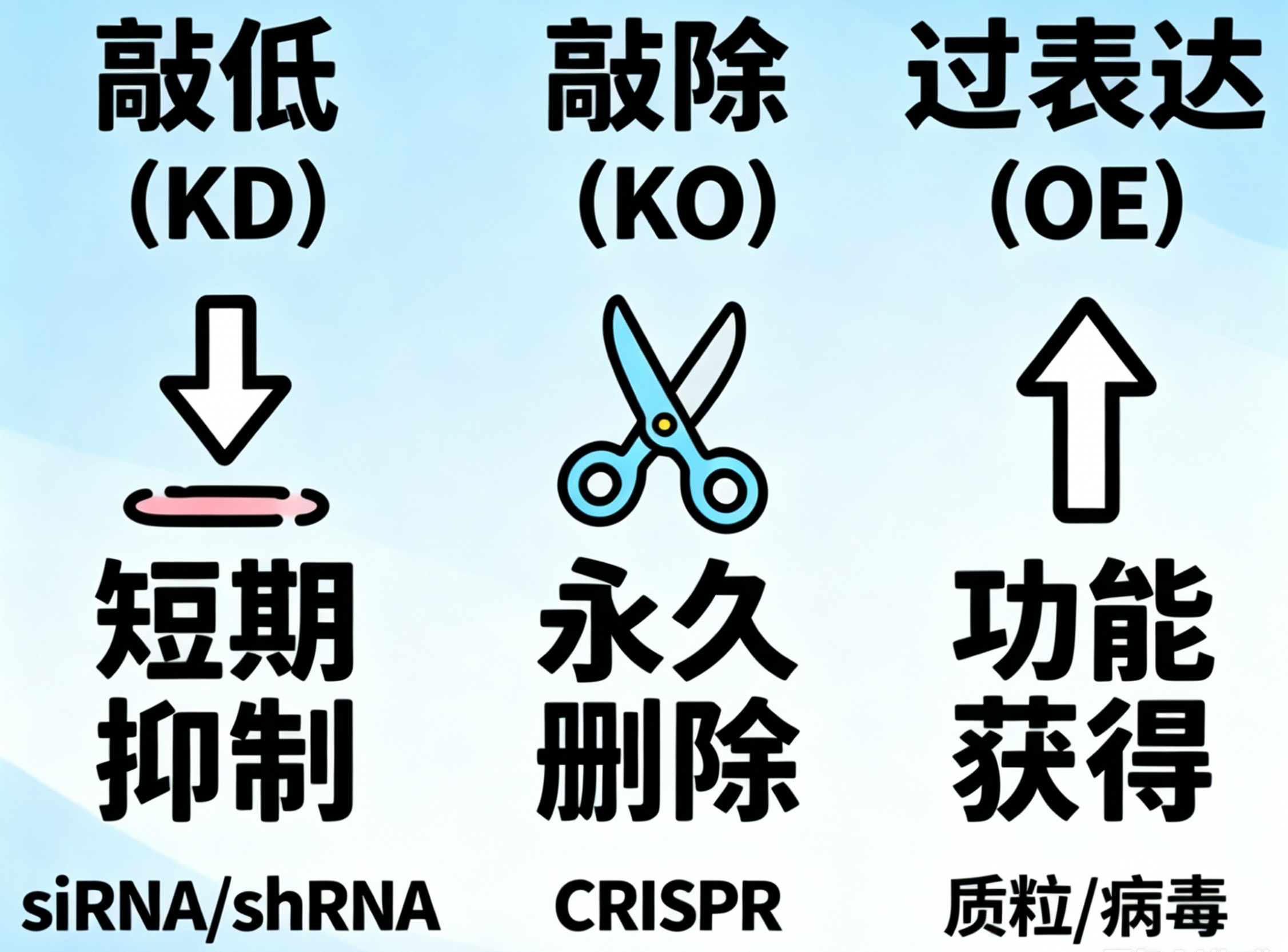 一文分清！过表达、敲除、敲低，基因功能研究的“三大核心工具”