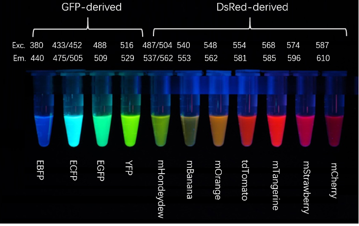 生命科学里程碑一：绿色荧光蛋白（GFP）