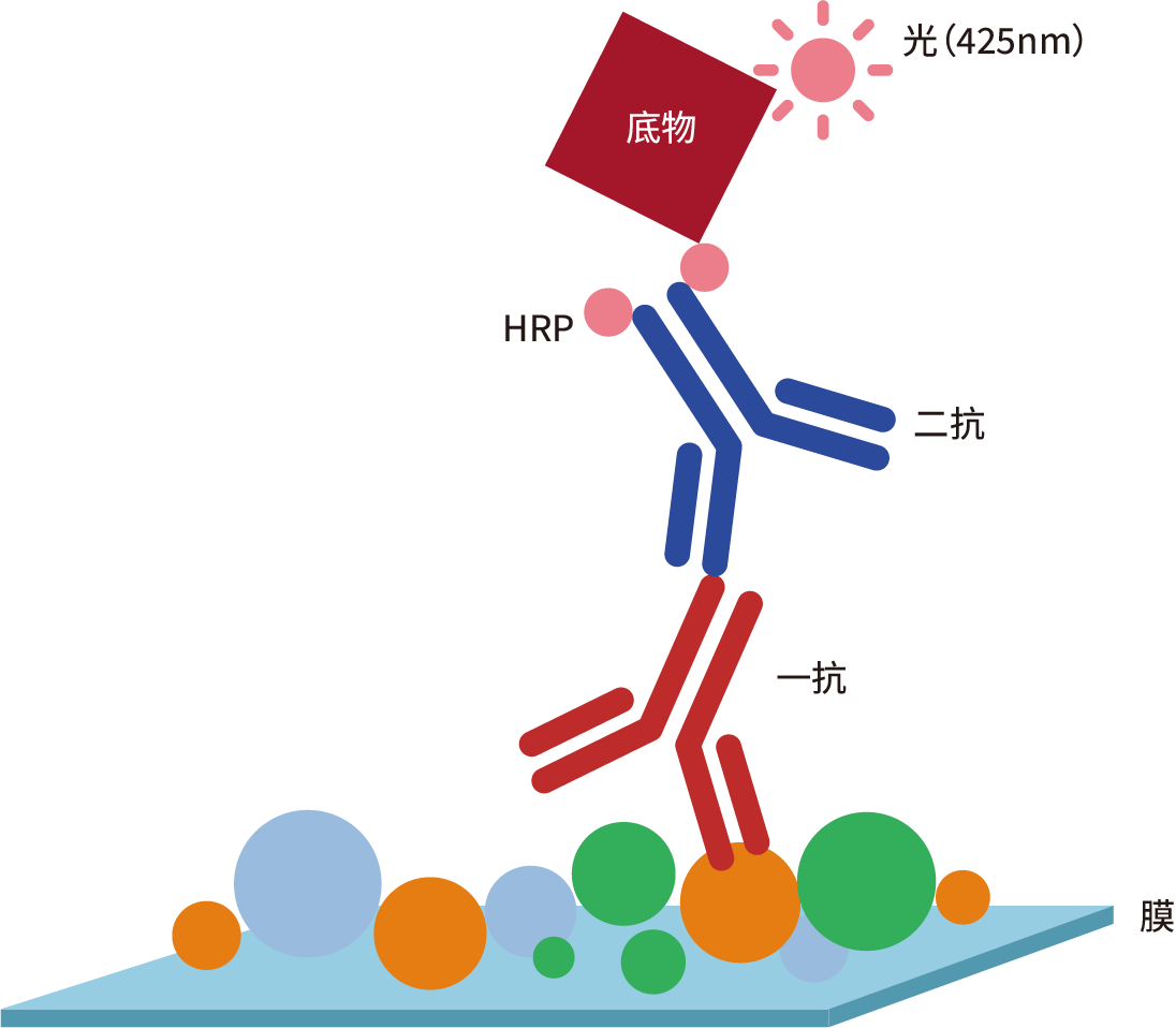 Western Blot (WB)技术手册