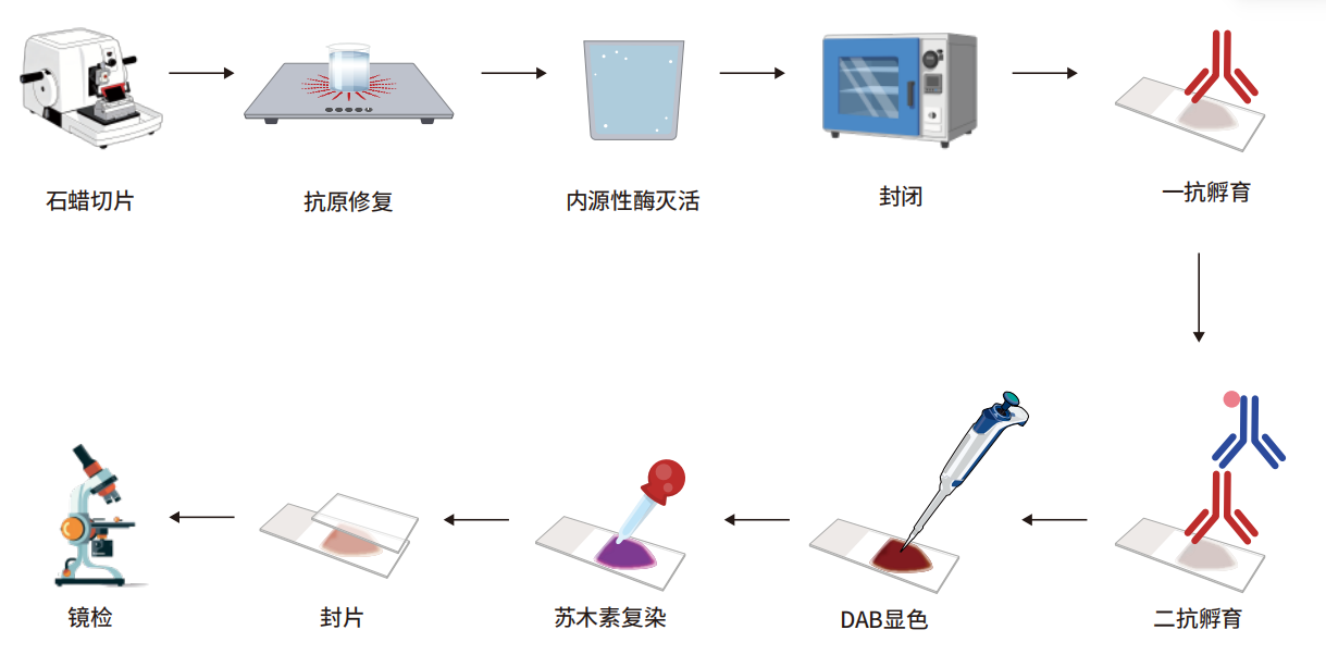 免疫组化（IHC）技术手册