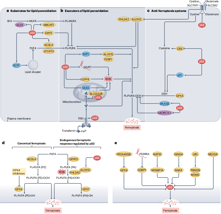 文献解析：p53 调控的非凋亡性细胞死亡及其在癌症和其他疾病中的作用