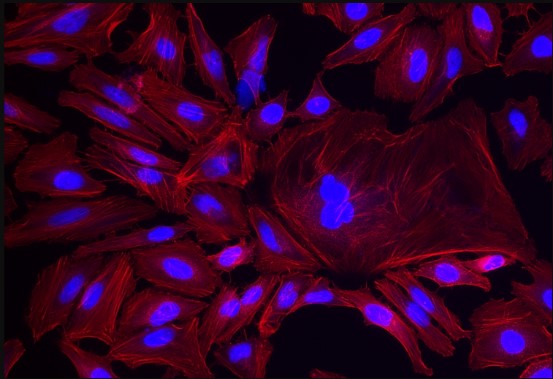 Cell Fluorescent Dyes