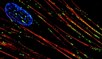 Fluor488-Goat Anti-Mouse IgG(H+L)