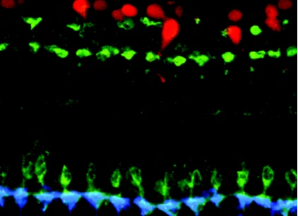 Fluor488-Goat Anti-Rabbit IgG(H+L) (Minimal Cross-Reaction with Mouse IgG)