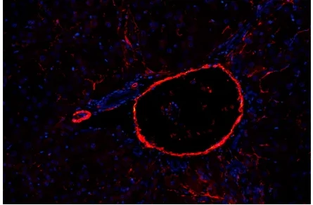 Fluor555-Goat Anti-Mouse IgG(H+L)