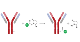 Antibody Labeling Kits