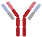 Recombinant Rabbit Monoclonal Antibodies
