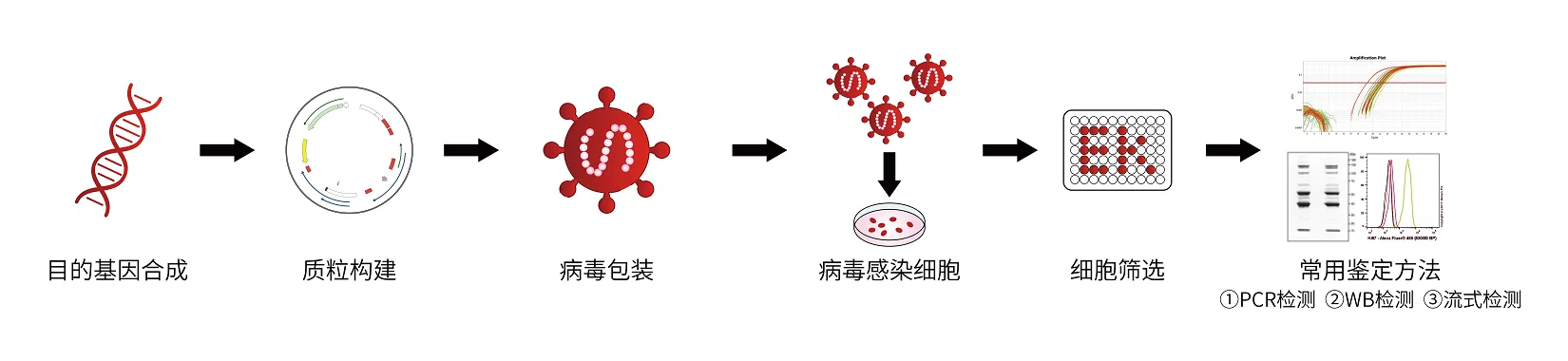 过表达稳转细胞系技术流程长图展示