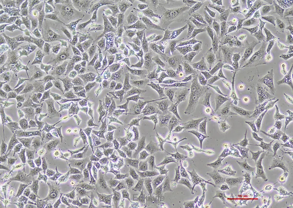 人非小细胞肺癌细胞 A549
